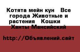 Котята мейн кун - Все города Животные и растения » Кошки   . Ханты-Мансийский